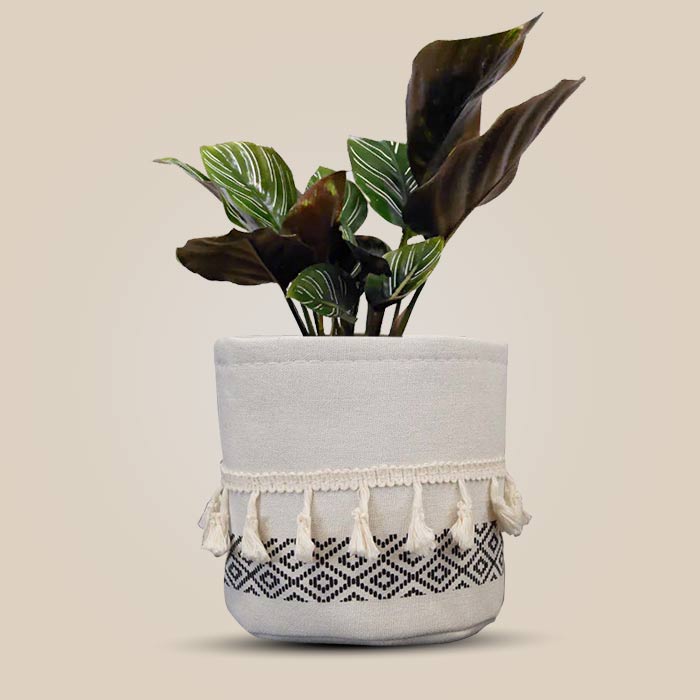 Calathea Ornata with Cotton Pot