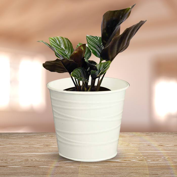 Calathea Ornata with White Metal Pot