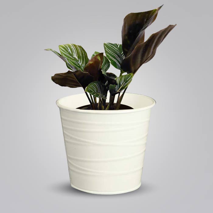 Calathea Ornata with White Metal Pot