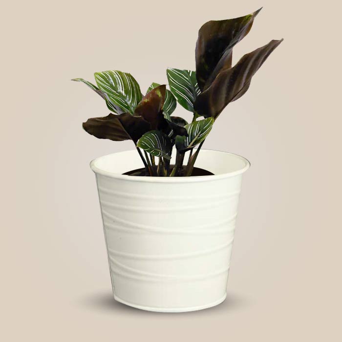 Calathea Ornata with White Metal Pot