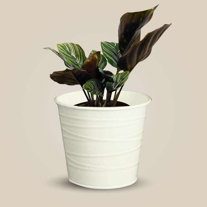 P-Calathea-Ornata-13cm-WPOT3_3
