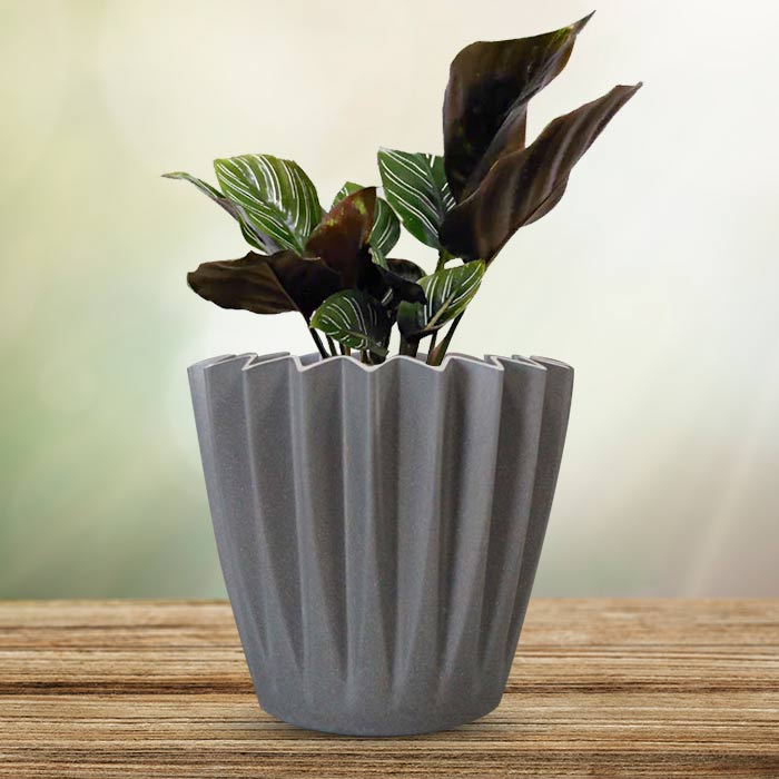 Calathea Ornata Indoor Houseplant in a 13cm Nursery Pot with Grey Pot