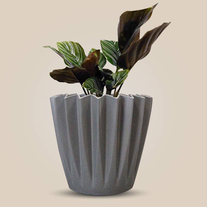 Calathea Ornata Indoor Houseplant in a 13cm Nursery Pot with Grey Pot