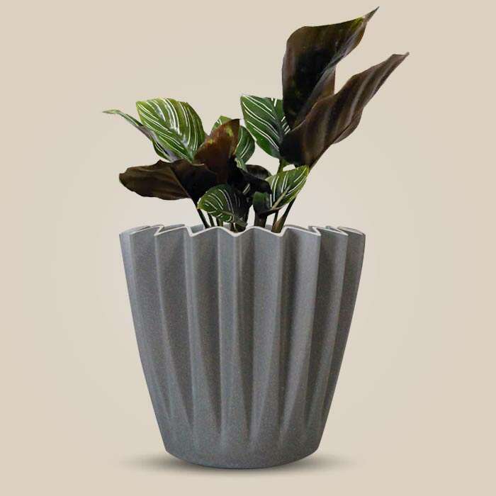 P-Calathea-Ornata-13cm-WPOT4_2