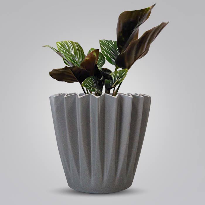 Calathea Ornata Indoor with Grey Pot