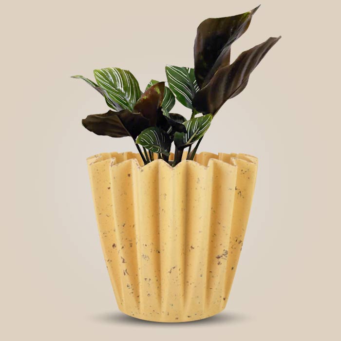 Calathea Ornata Indoor House Plant in a 13cm Nursery Pot with Yellow Plant Pot
