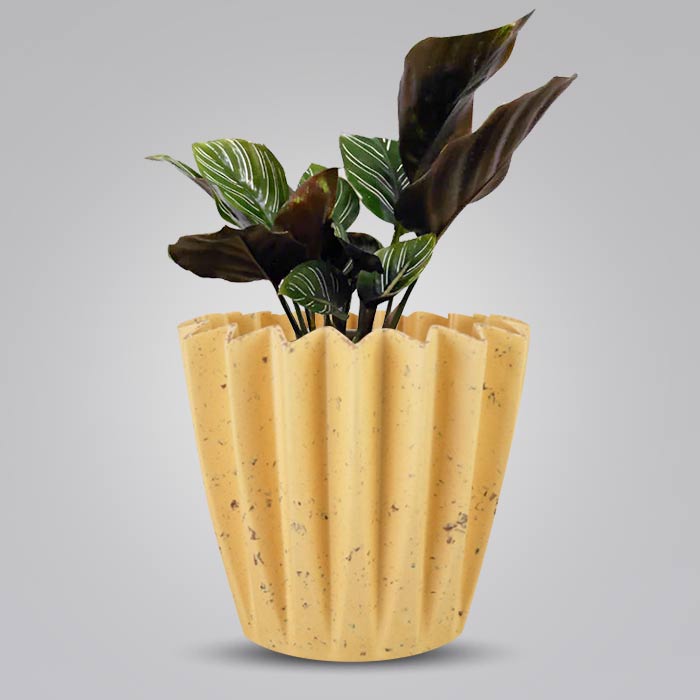 Calathea Ornata Indoor House Plant in a 13cm Nursery Pot with Yellow Plant Pot