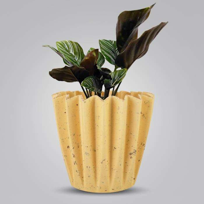 P-Calathea-Ornata-13cm-WPOT5_3