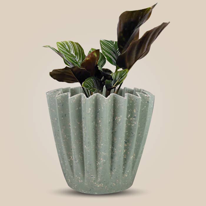 Calathea Ornata Houseplant in a 13cm Nursery Pot with Sage Green Pot