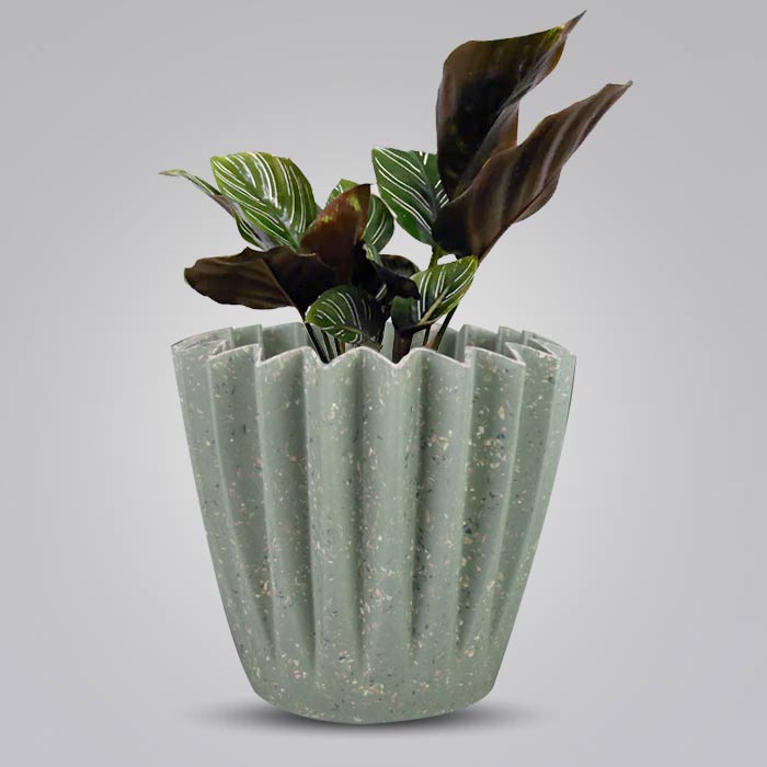 Calathea Ornata Houseplant in a 13cm Nursery Pot with Sage Green Pot