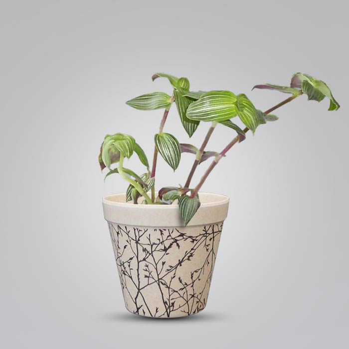 Callisia Elegans with Bamboo Plant Pot