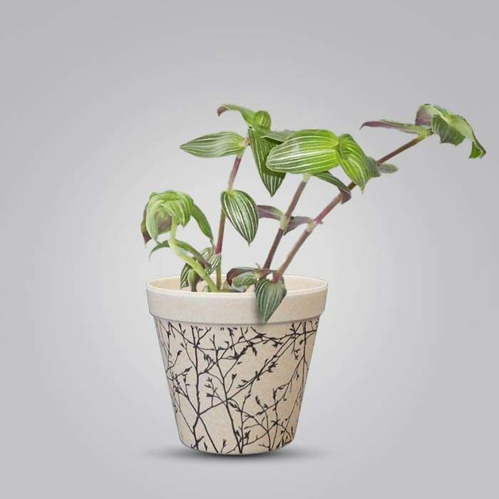 P-Callisia-Elegans-9cm-WPOT1_3