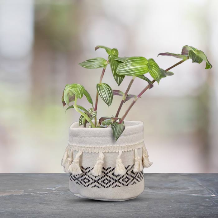 Callisia Elegans with Cotton Pot