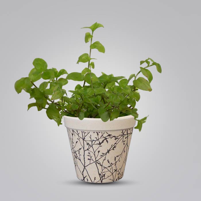 Callisia Repens Aurea with Bamboo Plant Pot
