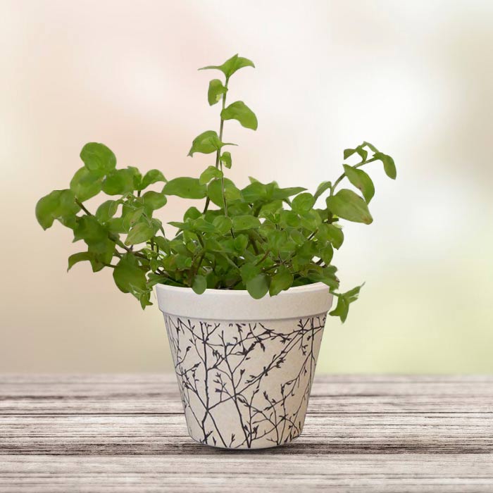 Callisia Repens Aurea with Bamboo Plant Pot