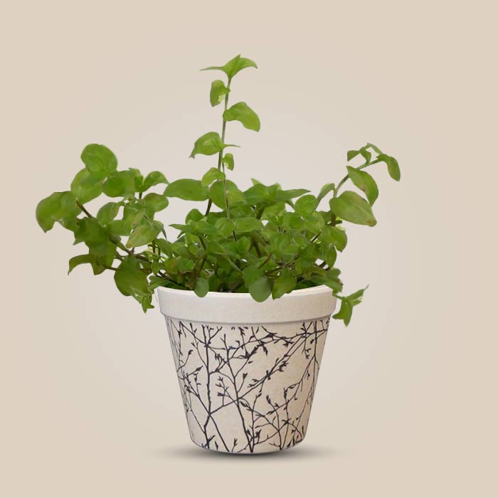 Callisia Repens Aurea with Bamboo Plant Pot