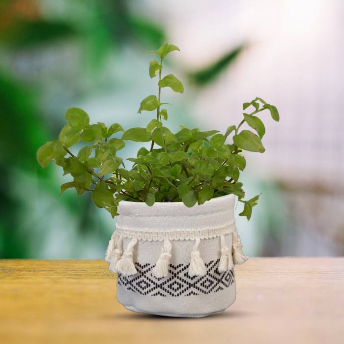 Callisia Repens Aurea with Cotton Pot