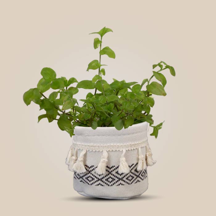 Callisia Repens Aurea with Cotton Pot