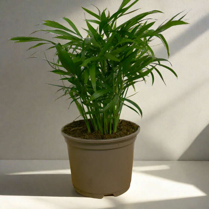 P-Chamaedorea-9cm-OPP_b8635fbd-8a94-4935-a8dc-46ae5d10fd0f