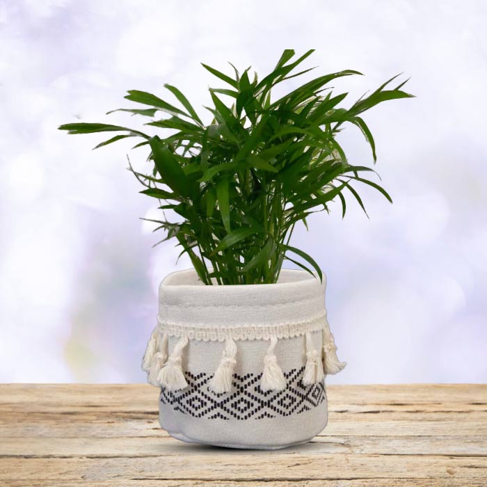 Chamaedorea Elegans with Cotton Pot