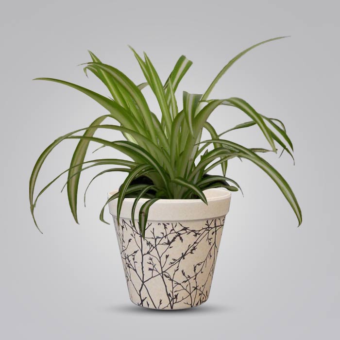 Chlorophytum Comosum Variegatum with 9cm Bamboo Plant Pot