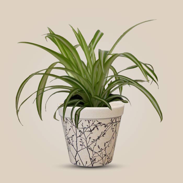 Chlorophytum Comosum Variegatum with 9cm Bamboo Plant Pot