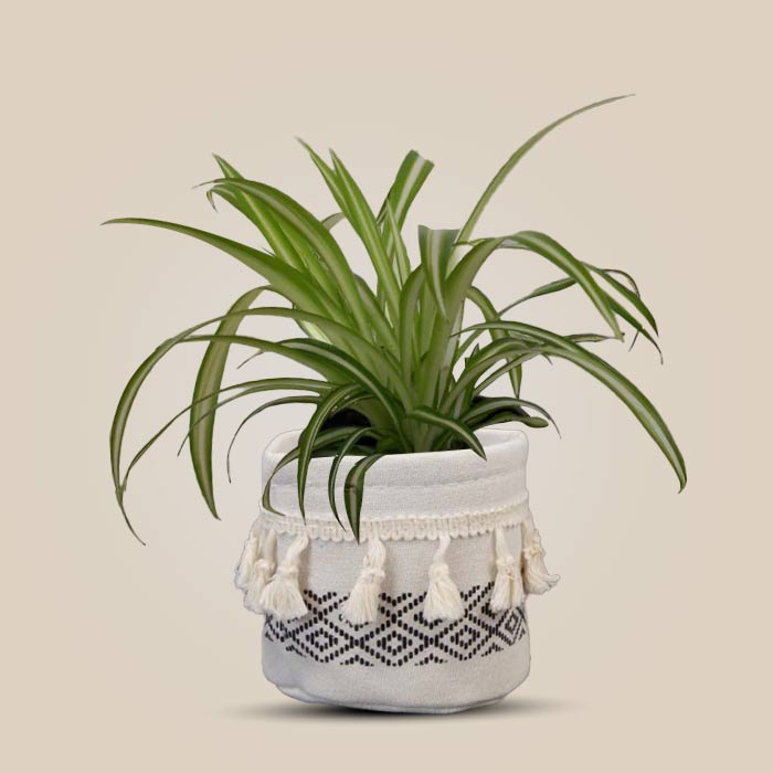 Chlorophytum Comosum Variegatum with 9cm Cotton Pot