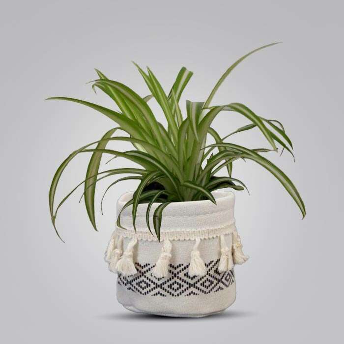 P-Chlorophytum-Comosum-Variegatum-9cm-WPOT2_3