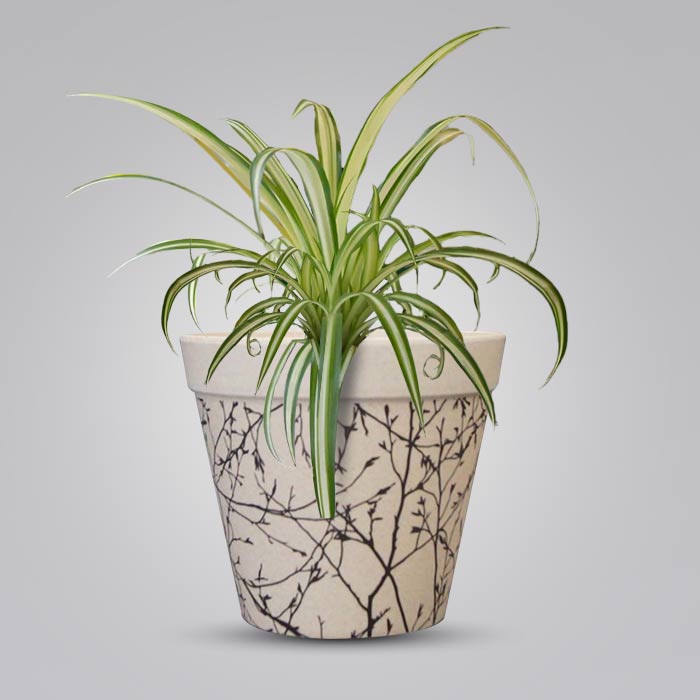 Chlorophytum Comosum Variegatum with Bamboo Plant Pot