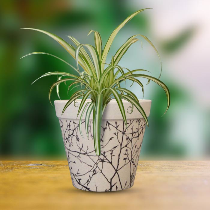 Chlorophytum Comosum Variegatum with Bamboo Plant Pot