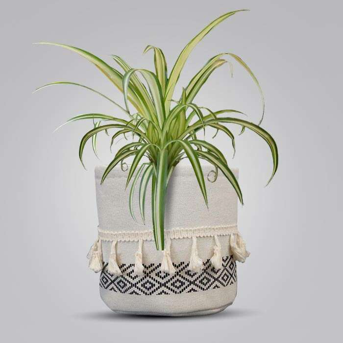 P-Chlorophytum-Cosmosum-Variegatum-13cm-WPOT2_3