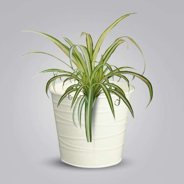 P-Chlorophytum-Cosmosum-Variegatum-13cm-WPOT3_3