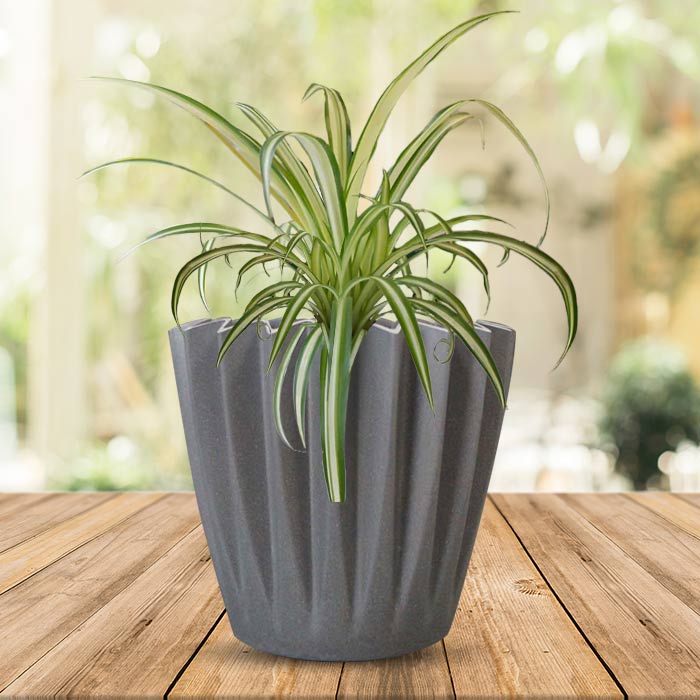 Chlorophytum Comosum Variegatum Indoor with Grey Pot