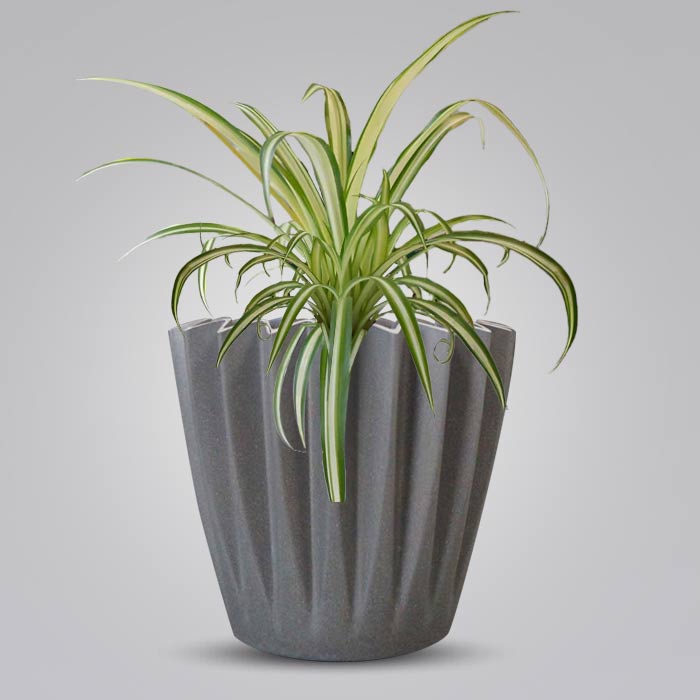 Chlorophytum Comosum Variegatum Indoor with Grey Pot