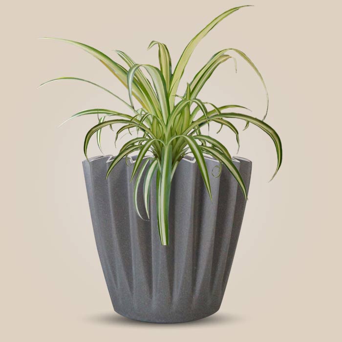 Chlorophytum Comosum Variegatum Indoor with Grey Pot