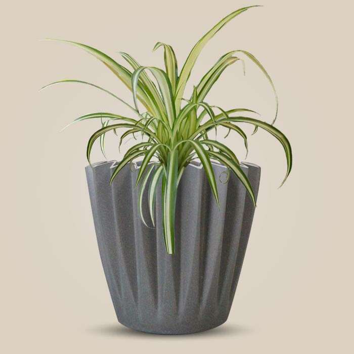 P-Chlorophytum-Cosmosum-Variegatum-13cm-WPOT4_3