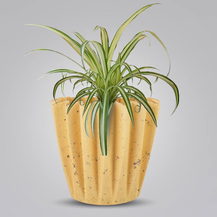 Chlorophytum Comosum Variegatum with Yellow Plant Pot