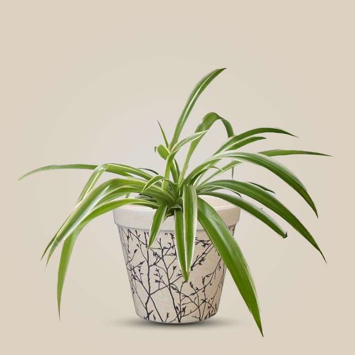 P-Chlorophytum-Laxum-9cm-WPOT1_3