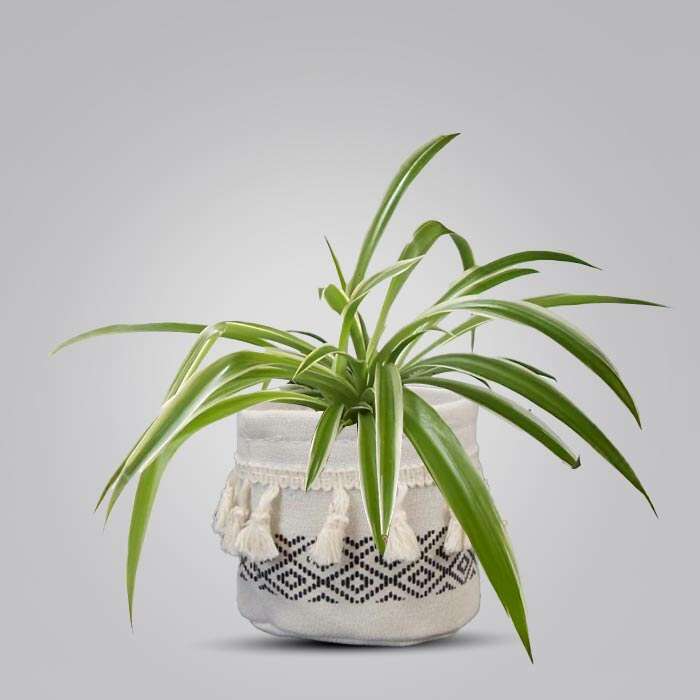 P-Chlorophytum-Laxum-9cm-WPOT2_3