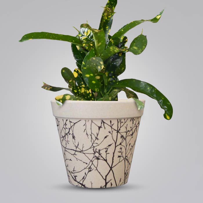 Croton Gold Dust with Bamboo Plant Pot