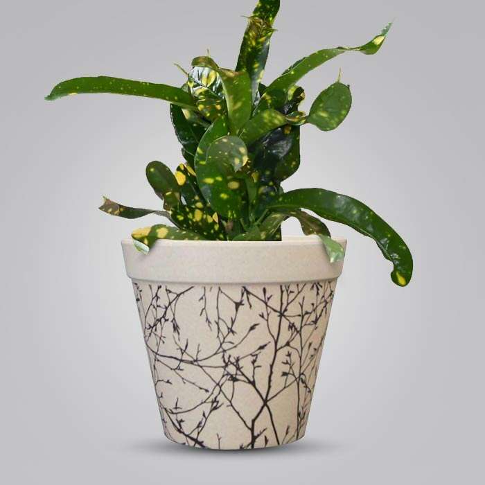 P-Croton-Gold-Dust-13cm-WPOT1_3