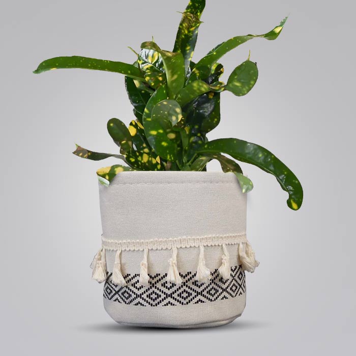 Croton Gold Dust with Cotton Pot