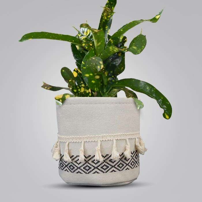 P-Croton-Gold-Dust-13cm-WPOT2_2