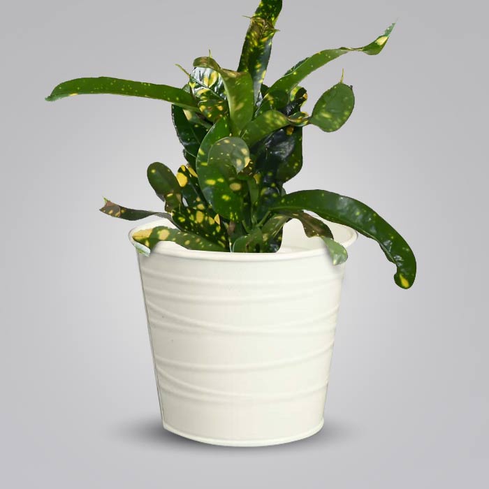 Croton Gold Dust Indoor Plant in a 13cm Nursery Pot with White Metal Pot