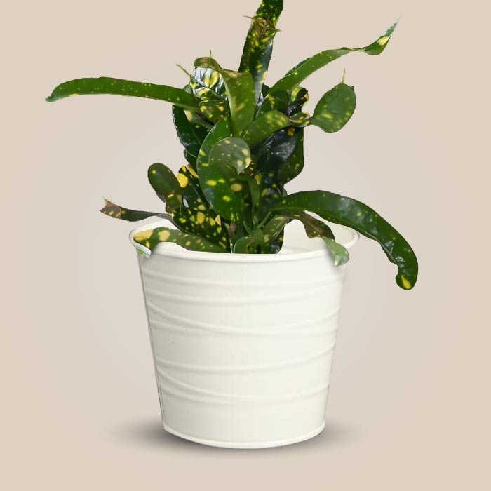 Croton Gold Dust with White Metal Pot