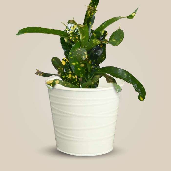 P-Croton-Gold-Dust-13cm-WPOT3_3