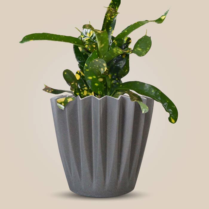 Croton Gold Dust Indoor with Grey Pot