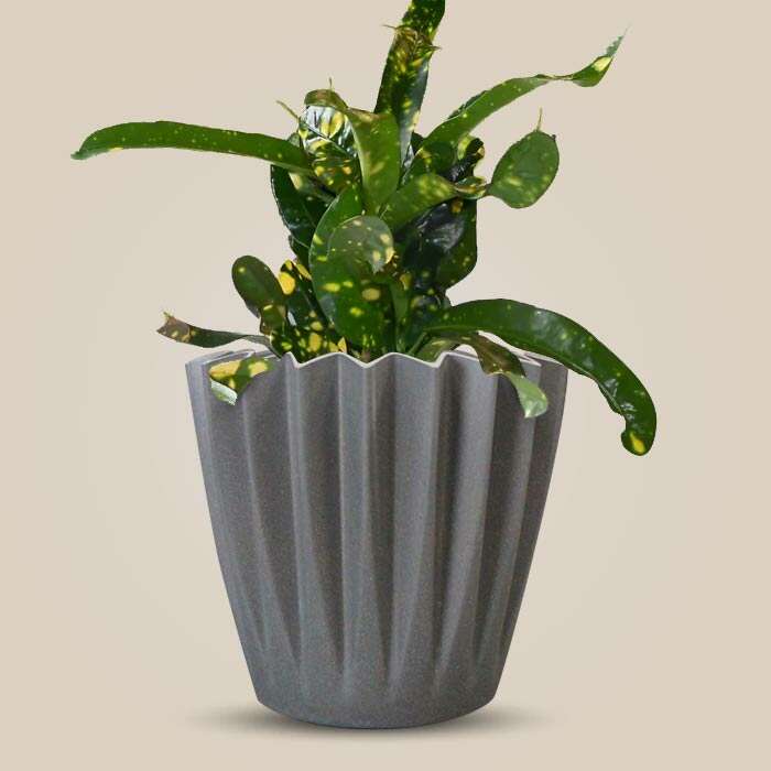 P-Croton-Gold-Dust-13cm-WPOT4_3