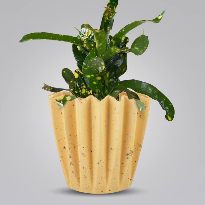 Croton Gold Dust with Yellow Plant Pot