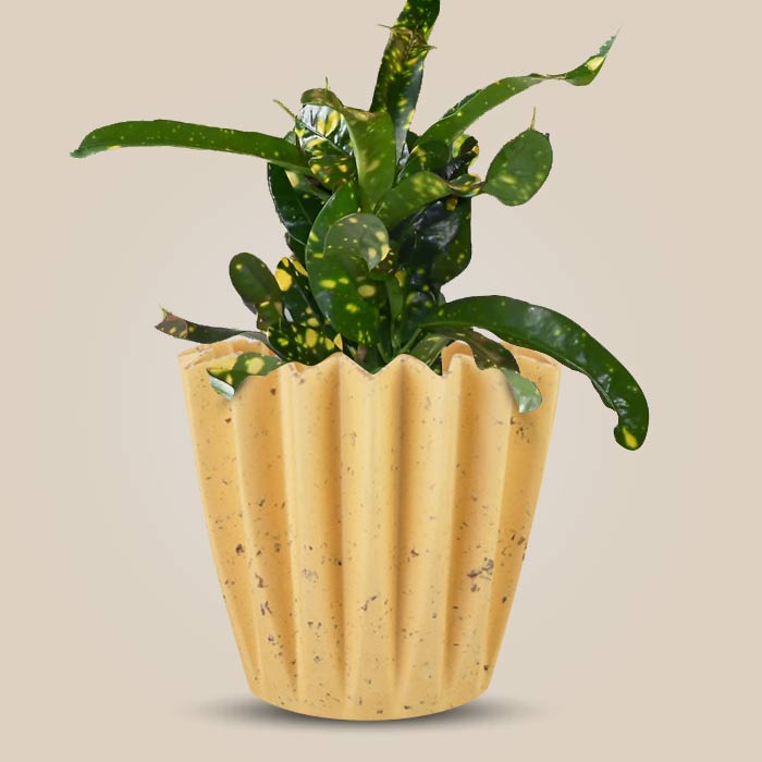 Croton Gold Dust with Yellow Plant Pot